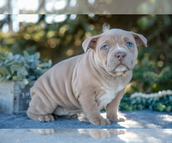 Medium Photo #1 American Bully Puppy For Sale in TOPEKA, IN, USA