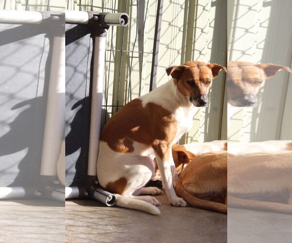 Medium Photo #1 Jack Russell Terrier-Unknown Mix Puppy For Sale in El Centro, CA, USA