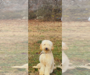 Father of the Goldador Doodle puppies born on 04/08/2026