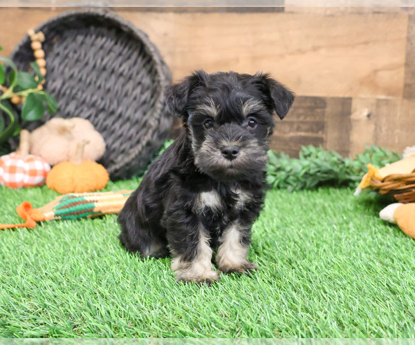 Medium Photo #4 Schnauzer (Miniature) Puppy For Sale in SYRACUSE, IN, USA
