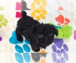 Cooper - Male Cavapoo (Miniature)-Poodle (Toy) Mix Puppy for Sale - Photo #7