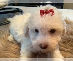 Small #3 Maltipoo