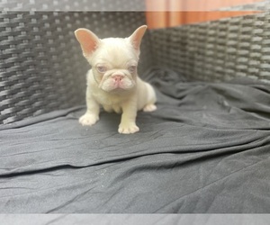 French Bulldog Puppy for sale in JONESBORO, GA, USA