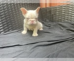 Small French Bulldog
