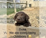 Image preview for Ad Listing. Nickname: Duke