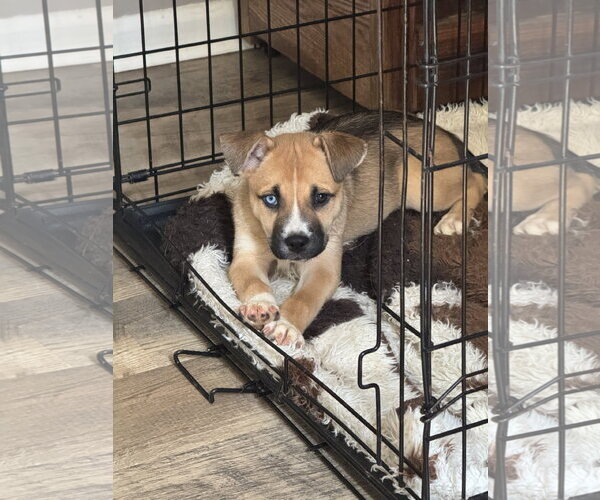 Medium Photo #2 American Staffordshire Terrier-Unknown Mix Puppy For Sale in Holly Springs, NC, USA