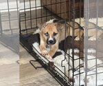 Small #1 American Staffordshire Terrier Mix