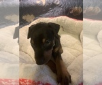 Small Photo #6 Doberman Pinscher Puppy For Sale in MONROE CITY, MO, USA