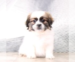 Small Photo #4 Zuchon Puppy For Sale in WESTPOINT, IN, USA