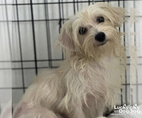 Medium Photo #1 Maltese-Unknown Mix Puppy For Sale in Washington, DC, USA