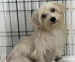 Maltese-Unknown Mix Dogs for adoption in Washington, DC, USA