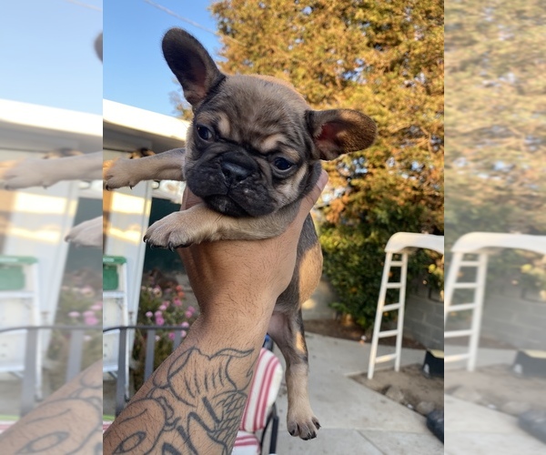 Medium Photo #4 French Bulldog Puppy For Sale in ATWATER, CA, USA