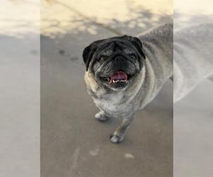 Pug Dogs for adoption in Chula Vista, CA, USA