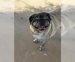 Small Pug