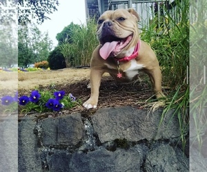 Mother of the American Bully puppies born on 04/10/2025