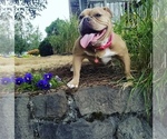 Small Photo #1 American Bully Puppy For Sale in PORTLAND, OR, USA