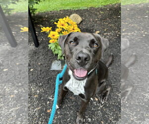 Rocky - Male Boxer-Brittany Mix Dog for Adoption - Photo #11