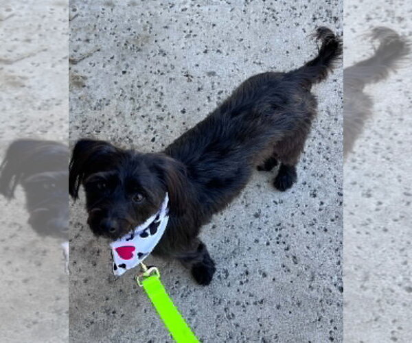 Medium Photo #12 Mutt Puppy For Sale in Corona, CA, USA