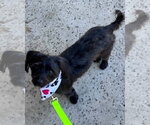 Small #11 Mutt