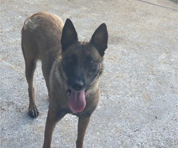Medium Photo #1 Malinois Puppy For Sale in SWEETWATER, TN, USA