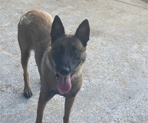 Mother of the Malinois puppies born on 05/27/2020