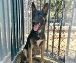 Small #1 German Shepherd Dog Mix