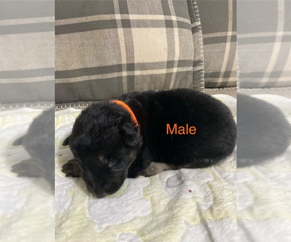 Medium Photo #6 German Shepherd Dog Puppy For Sale in ALACHUA, FL, USA