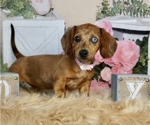 Dachshund Puppy for Sale in WARSAW, Indiana USA