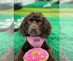 Small #1 Cocker Spaniel