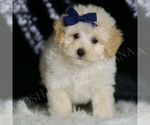 Small Photo #70 Maltipoo (Miniature) Puppy For Sale in WARSAW, IN, USA