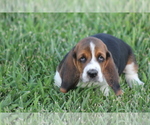 Small Photo #17 Basset Hound Puppy For Sale in MEMPHIS, MO, USA