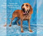 Small #10 Redbone Coonhound Mix