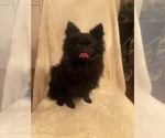 Small Photo #3 Pomeranian Puppy For Sale in KENT, WA, USA