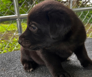 Shepradors Puppy for sale in BARRE, VT, USA