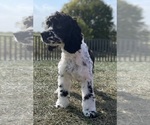 Puppy Niko UABR Cocker Spaniel