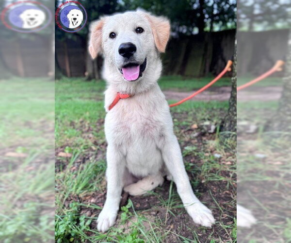 Medium Photo #10 Great Pyrenees Puppy For Sale in Spring, TX, USA