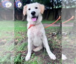 Small #9 Great Pyrenees