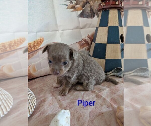 Medium Photo #3 Chihuahua Puppy For Sale in LEBANON, PA, USA