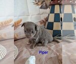 Small #2 Chihuahua