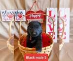 Small Photo #7 German Shepherd Dog Puppy For Sale in COWGILL, MO, USA