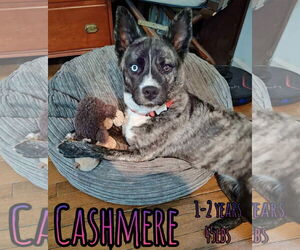 Mutt Dogs for adoption in Woodbury, NY, USA