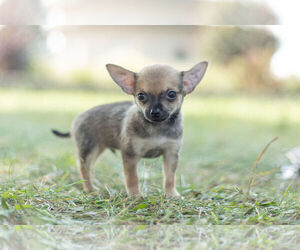Chihuahua Puppy for sale in WARSAW, IN, USA