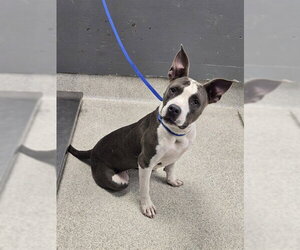 American Staffordshire Terrier-Unknown Mix Dogs for adoption in Tallahassee, FL, USA