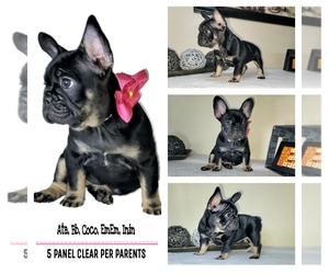 French Bulldog Puppy for sale in BAYTOWN, TX, USA