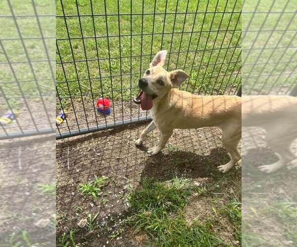 Medium Photo #3 Mutt Puppy For Sale in Abbeville, LA, USA