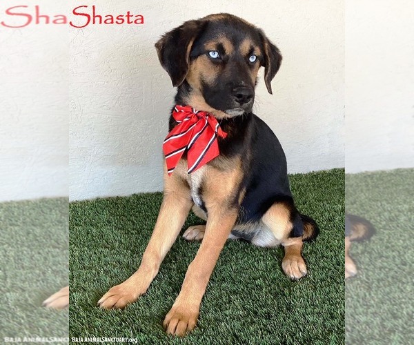 Medium Photo #1 Huskies -Rottweiler Mix Puppy For Sale in San Diego, CA, USA