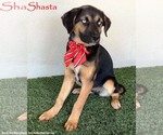 Small Huskies -Rottweiler Mix