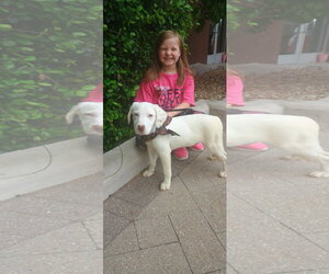 Labrador Retriever-Unknown Mix Dogs for adoption in The Woodlands, TX, USA