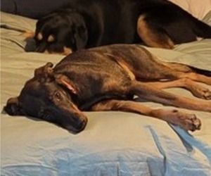 Mother of the Bernese Mountain Dog-Doberman Pinscher Mix puppies born on 03/28/2025
