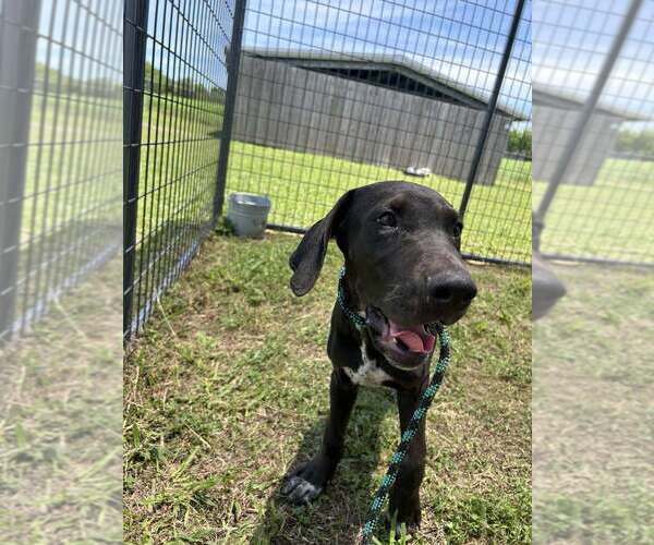 Medium Photo #2 Mutt Puppy For Sale in Abbeville, LA, USA
